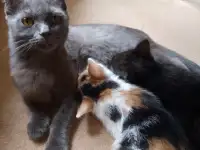 Одам Котят в Добрые заботливые руки!