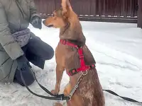 Молодые абсолютно домашние собачки Майра и Онда в добрые руки, фотография 7