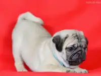мопсяшки очаровашки