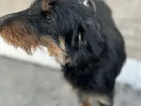 Собака