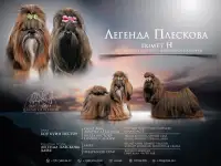 Щенки ши-тцу, фотография 10