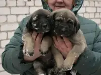 Щенки кангальской овчарки