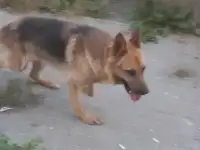 Немец