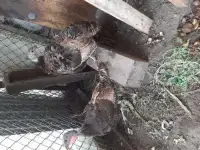 Индюшки