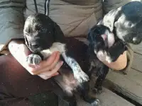 Щенки см Русский Охотничей Спаниель