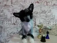 Китайчики мальчики