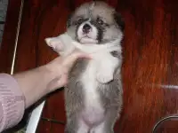 Щенки Вельш корги пемброк, фотография 3
