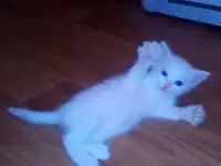 Отдам даром котенка
