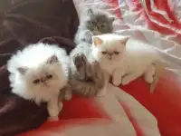 Кошечки))Экзоточки