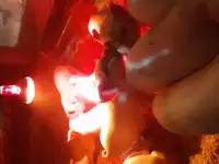 Поросята