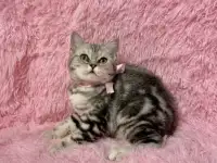 Британские котята, фотография 4