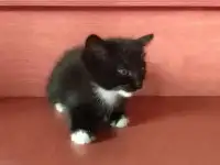 Котята, фотография 4