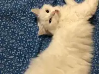 Найдена кошка
