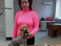 Стрижка собак и кошек