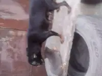 Щенок той терьер мини, фотография 2