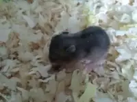 -джунгарские хомячки, фотография 2
