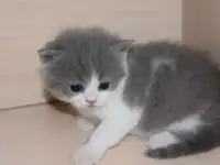 Шотландские котята. Резерв., фотография 3