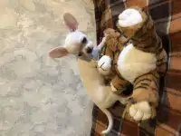 Продаются щеночки чихуахуа мальчики, фотография 8