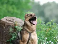 Замечательная Куки в поисках дома!
