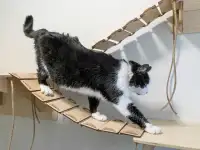 Гостиница для кошек Мурлыкина Дача, фотография 7