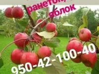 Сок из ВАШИХ яблок, ранеток, груш