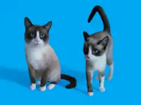 Сиамский котенок