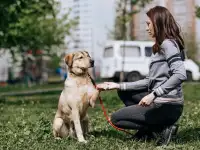 Собака Лунтик в добрые руки