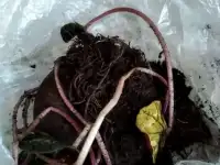 Корень цикломены