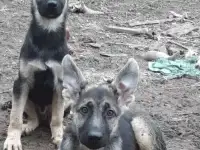 Щенки вео