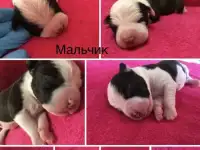 Очаровательные щенки Американского Стаффордширского Терьера, фотография 5