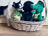 Щенки Кане Корсо из питомника, фотография 2