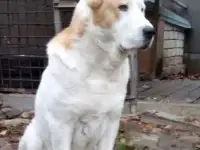 Кобель САО