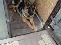 Продам немецкую овчарку.
