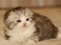 Котята, фотография 8
