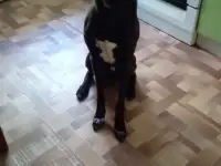 Собака в дар