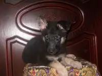 Девочка  ВЕО, фотография 5