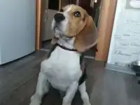 Щенок бигля
