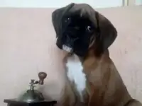 Щенки боксера