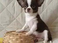 Чихуахуа девочки и мальчик, фотография 3