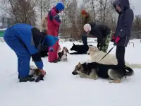 Дрессировка собак