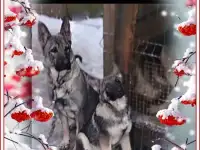 Щеночки -лучший подарок на Новый Год!