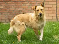 Милая игривая собака-золотинка