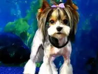 Стрижка собак, котов и кошек