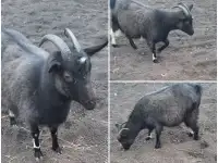 Продам молодую  козу