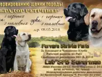 Щенки Лабрадора