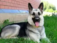 щенки вео от Победителей, фотография 4
