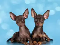 Щенки русского тоя с документами !, фотография 6