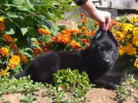 Щенки немецкой овчарки черного окраса