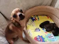 Щенки Той Терьера