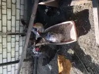курочки несушки